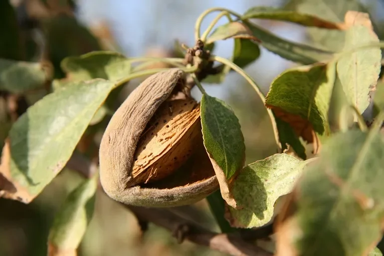 Produção de amêndoa cai para metade em Vila Flor e Alfândega da Fé